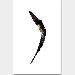 humming bird Posters and Art
